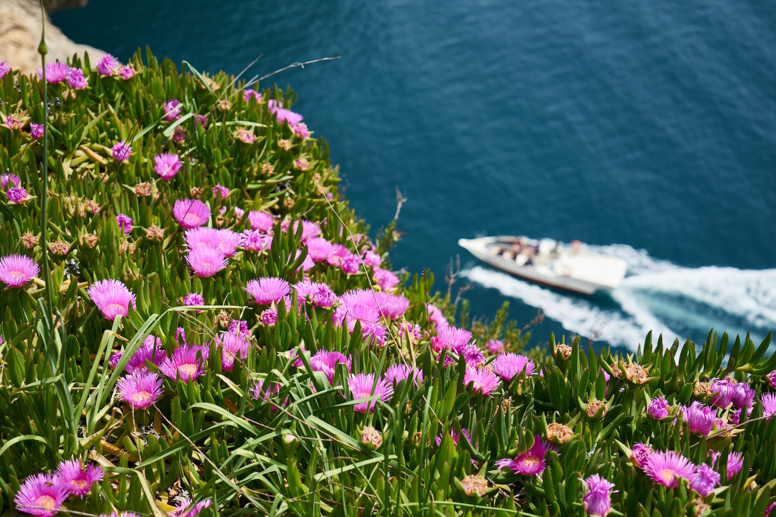 White Motor Boat on Body of Water Beside Purple Flower Field